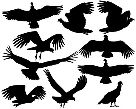 Collection of silhouettes of andean condor vulture birds