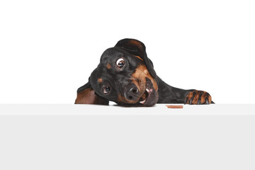 Funny muzzle with wide open eyes. Funny, purebred Dachshund eating snacks isolated over white...