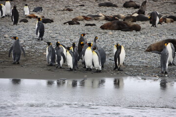King Penguins (Aptenodytes patagonicus) on the beach at Salisbury Plain, South Georgia.