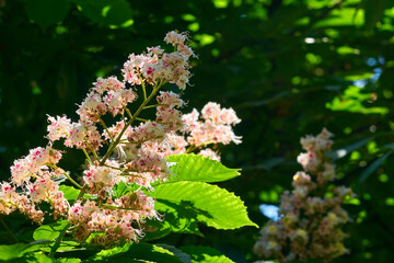 Cute lush chestnut thickets with fragrant spring flowers