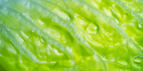 Close-up of wet green leaves seen deep down. Closeup Fresh organic green leaves salad plant. Abstract background