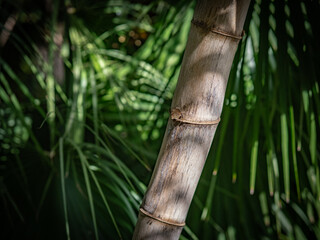 bamboo trunk in the forest