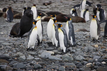 Fototapeta premium King Penguins (Aptenodytes patagonicus) on the beach at Salisbury Plain, South Georgia.