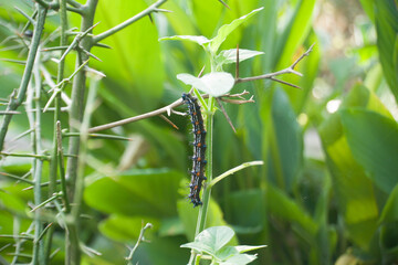 Colorful caterpillars