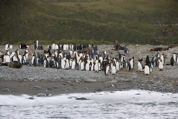 Fototapeta premium King Penguins (Aptenodytes patagonicus), Salisbury Plain, South Georgia.
