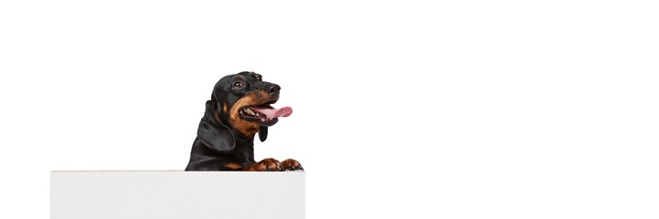 Obraz premium Playful, cute purebred dog, black Dachshund peeking out table and looking isolated over white studio background. Concept of domestic animal, pet care, dog friend, happiness