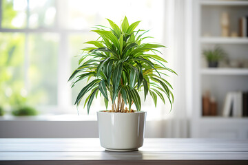 Dracaena plant in a pot in home interior. Concept of caring for houseplants. AI generated