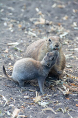 Black-tailed meadow dog mom gives her baby food in her mouth. Mom and baby black-tailed meadow dog