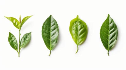 ceylon tea green leaf   isolated on transparent background - obrazy, fototapety, plakaty