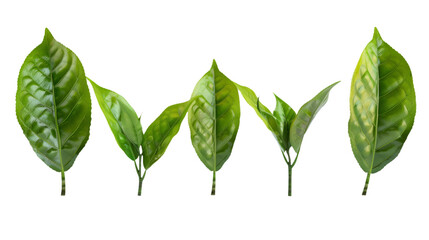 ceylon tea green leaf   isolated on white background - obrazy, fototapety, plakaty