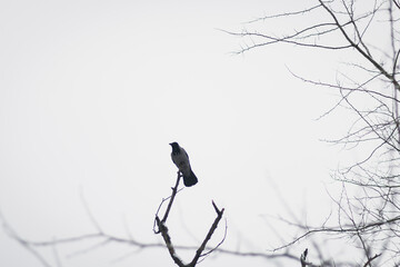 
Winter landscape. Blur the background. City daytime snow. Cold weather. Birds are walking. Picturesque view. Ukrainian city during the war.