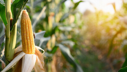 Ripe corn cob on tree waits for harvest in corn field agriculture and sunlight with copy space