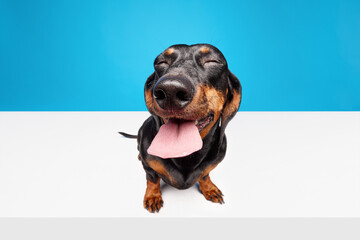Fototapeta premium Happy, positive, laughing purebred dog, black Dachshund with tongue sticking out isolated over blue white studio background. Concept of domestic animal, pet care, dog friend, happiness