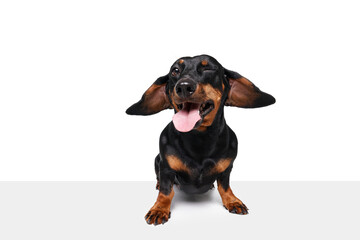 Winking. Flying ears. Purebred, funny, adorable dog, Dachshund standing with tongue sticking out isolated over white studio background. Concept of domestic animal, pet care, dog friend, happiness