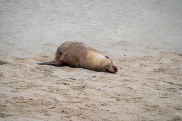 Fototapeta premium Australian fur seal at Seal Bay Conservation Park, Kangaroo Island