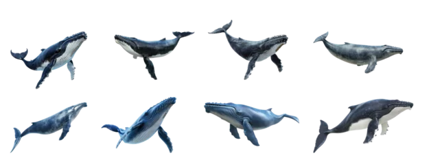 Muurstickers Set of blue whale on transparency background PNG © Sim