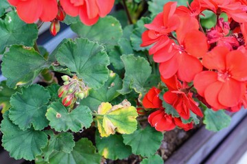 Damaged leaves as a sympthoms of bacterial disease of geranium flowers.