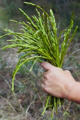 Close-up of a hand holding a bunch of asparagus freshly picked from the forest.