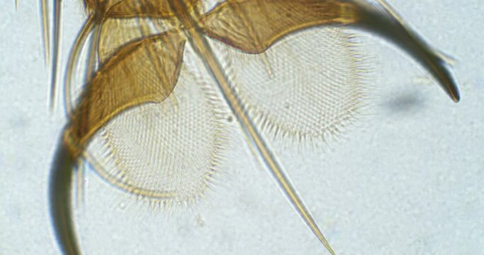 Housefly leg under a microscope. Musca palm extreme close up. Fly palm with a sting and two nails. Fly under a scope. Leg of fly under magnifying-glass. High quality 4K footage