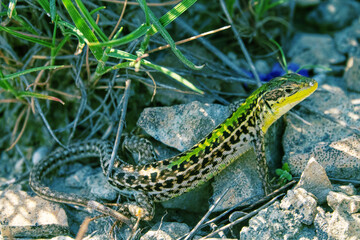 Crimean lizard (Podarcis tauricus tauricus, male). Feodosiya low-mountain phrygana shrub-steppe landscape. Crimean Mountains