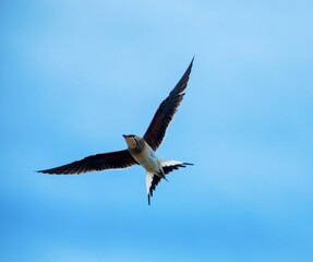 Flying collared pratincole (Glareola platincola)