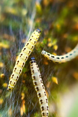 Caterpillars of weave moth yponomeuta evonymella. Macro photography caterpillar, soft focus.