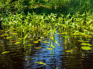 Thickets of Old-World arrowhead (Sagittaria sagittifolia) in river water. This macrophyte has two types of leaves and arrow-shaped leaves sticking out above water. Pink color flower. Northeast Europe