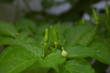 Cayenne pepper thrives in a garden