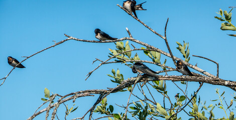 A brood of common swallow (Hirundo rustica) has left the nest and lives in the swamp (willow-shrub). Chicks at 28 days old and parents continue to feed them