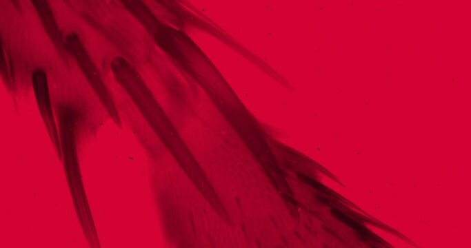 Fly leg under a microscope with floating bacteria and living organisms. Thriller red background. Housefly leg under extreme zoom and red filter. Red insect under a microscope. Musca hairy leg closeup