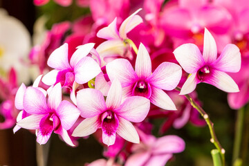 Blossom of pink orchid in detail
