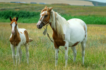 Obraz premium Beautiful thoroughbred horses are raised in the Crimea. A piebald mare with a piebald foal in a steppe meadow.