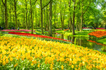 A group of tulips on a field in the garden. Keukenhof, Holland