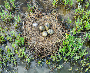 Birds of salty marshes. Helium. Black-winged stilt (Himantopus himantopus) nest between samphire...