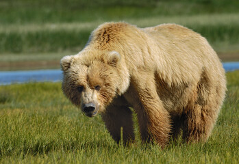 Grizzly bear in a verdant field beside a flowing river