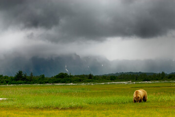 Fototapeta premium Solitary grizzly bear strolling through a verdant grassy expanse