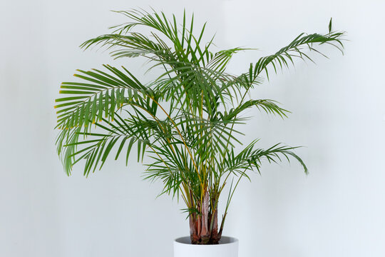 Areca Palm tree Decorative. Dypsis lutescens plant in pot. Chamaedorea green large palm tree in flowerpot on floor. Houseplant care and gardening concept. Chrysalidocarpus in Interior design room	
