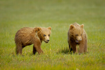 Two grizzly bear cubs in a green grassy field