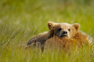 Fototapeta premium Two grizzly bear cubs relaxing in a green grassy field