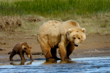 Naklejka na ściany i meble Mother grizzly bear with a cub strolling along the riverbank