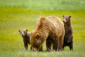 Mother grizzly bear with her cubs in a green meadow