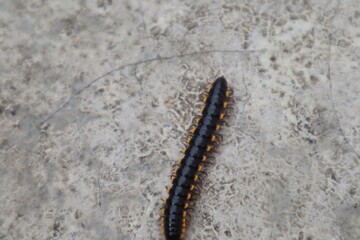 Yellow-spotted millipede or Harpaphe haydeniana walking on the wall of a building.