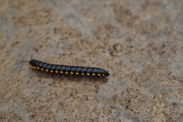 Yellow-spotted millipede or Harpaphe haydeniana walking on the wall of a building.