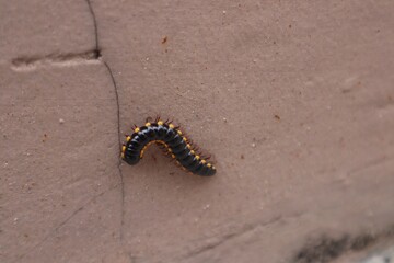 Yellow-spotted millipede or Harpaphe haydeniana walking on the wall of a building.