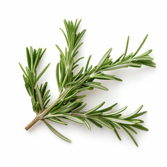 Fototapeta premium fresh rosemary on white background