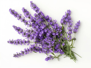 bunch of lavender  isolated on white background