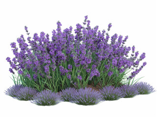 Fototapeta premium lavender flowers isolated on white