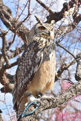 大阪城のミミズク