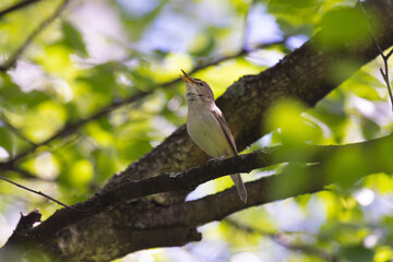 Blyth's reed warbler sits on a tree branch in spring - 733729307