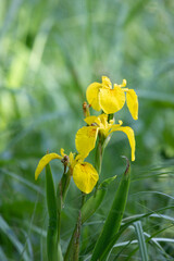 Blooming yellow irises close up - 733729331